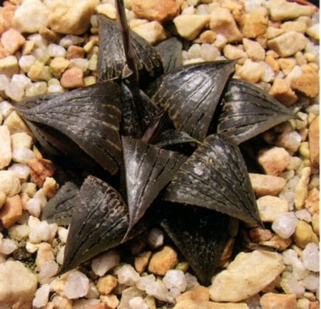 Haworthia joleneae Hayashi (Х. Джолин)