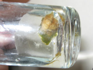 ЗНАТЬ ВРАГА В ЛИЦО. ЧАСТЬ 4: Botrytis cinerea