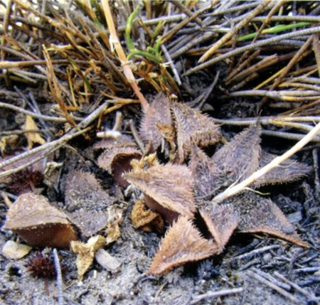Haworthia bobii Hayashi (Х. Бобе)