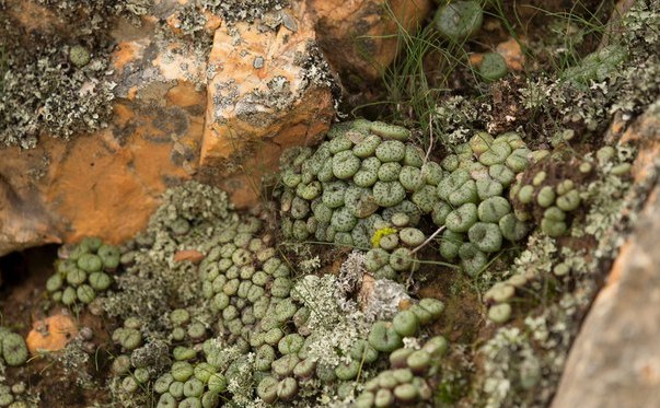 Conophytum