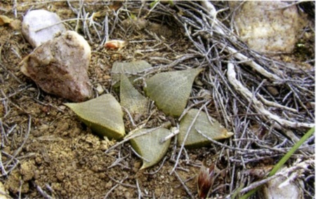 Haworthia obserata J.G. Marx