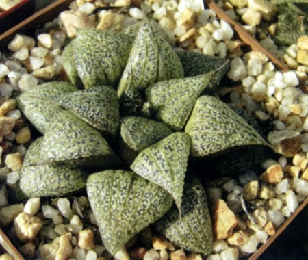 Haworthia esterhuizenii Hayashi (Х. Эстерузена)