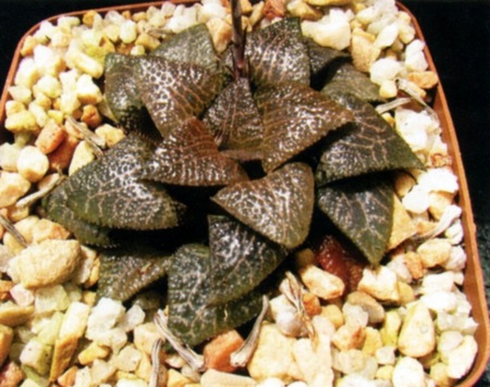 Haworthia truteriorum Breuer & J.G. Marx (Х. Трутеров)