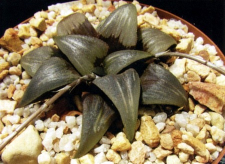 Haworthia hammeri Hayashi (Х. Хаммера)