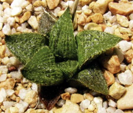 Haworthia vincentii Breuer (Х. Винсента)