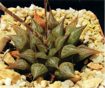 Haworthia jakubii Breuer (Х. Якуба)