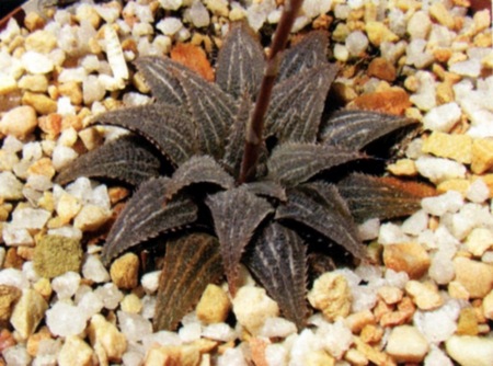 Haworthia wimii Hayashi (Х. Вима)