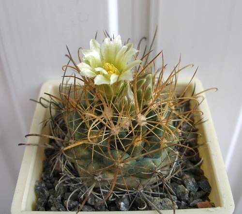 Ancistrocactus tobuschii Фото и растение Ирины Леоновой (Одесса)