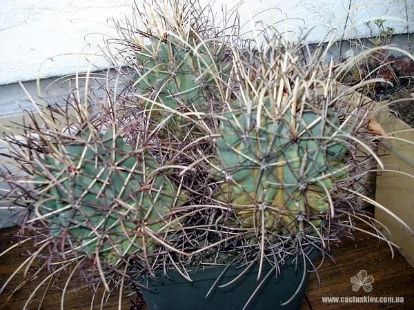 Glandulicactus uncinatus v_ wrightii