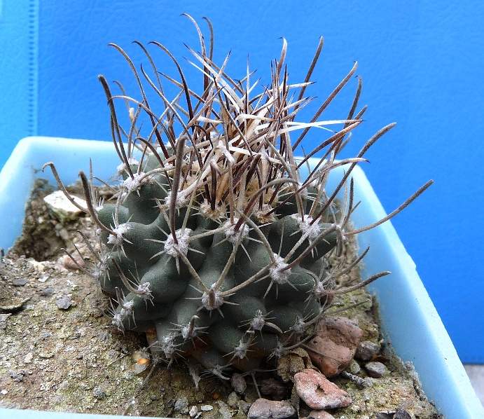 Sclerocactus spinocior v. schlesseri RP136 - прививка на Echinocereus baileyi v. albspinus Фото и растение Юрия Мартемьянова (Усть-Каменогорск, Казахстан) 