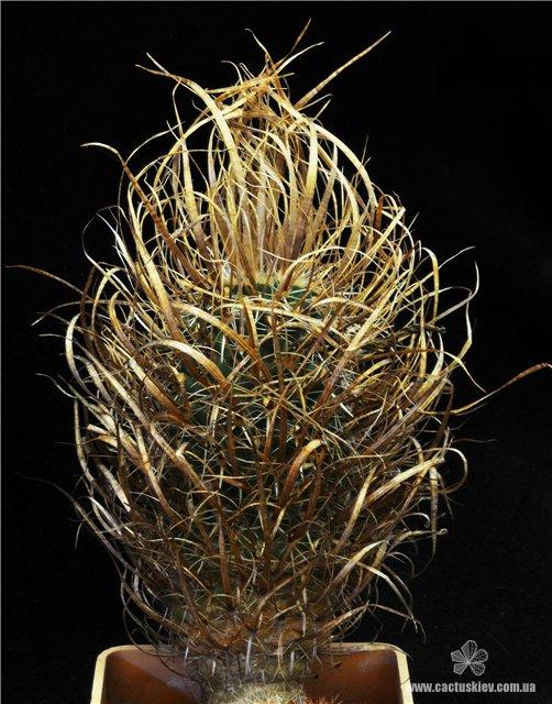 Toumeya papyracantha Фото и растение Леонида Козака (Белая Церковь)