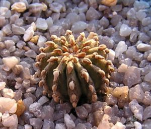 Раритеты кактусов пустыни Чиуауа. ЧАСТЬ II (Geohintonia)
