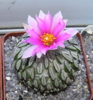Раритеты кактусов пустыни Чиуауа. Часть I (Pelecyphora)