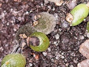 ЗНАТЬ ВРАГА В ЛИЦО. ЧАСТЬ 5: Botrytis cinerea