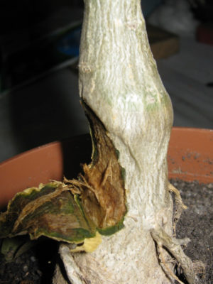 ЗНАТЬ ВРАГА В ЛИЦО. ЧАСТЬ 6: Botrytis cinerea