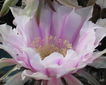 невкорінена діточка Echinopsis А 023 Hermes, d = 2 см