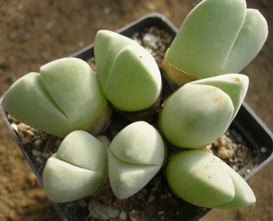 Cheiridopsis pillansii