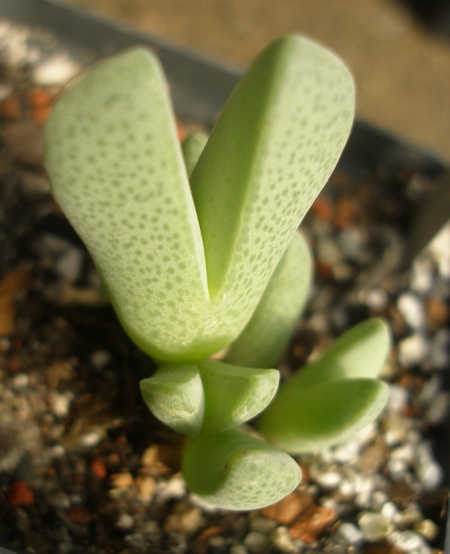 Cheiridopsis purpurea