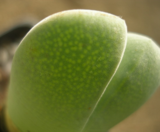 Cheiridopsis pillansii