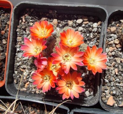 Mediolobivia pygmaea v. orurensis - Зображення 2