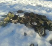 Зимовка в открытом грунте