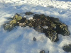 ЗИМОСТОЙКИЕ КАКТУСЫ
