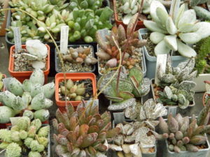 Род Адромискус (Adromischus) из семейства толстянковых (Crassulaceae)