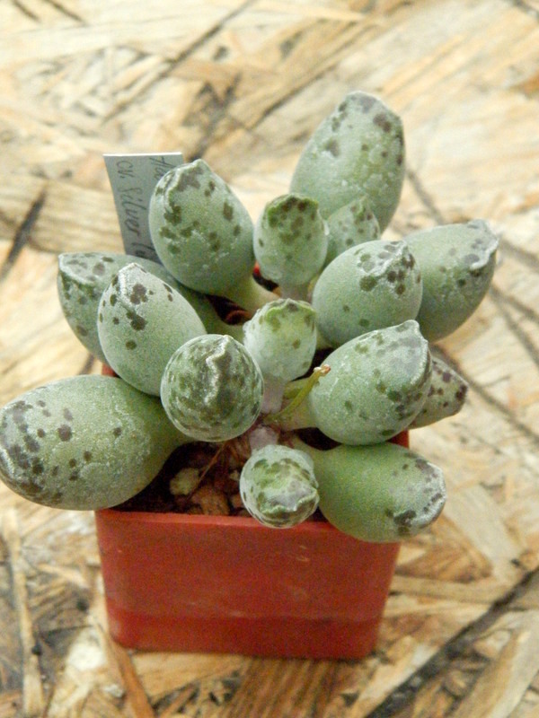 Adromischus cv. Silver tube