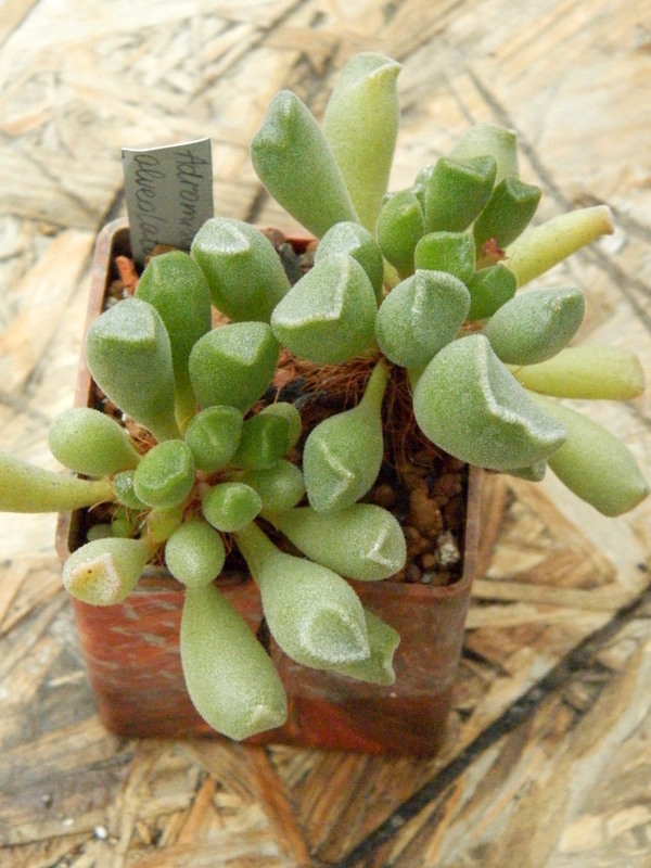 Adromischus alveolatus