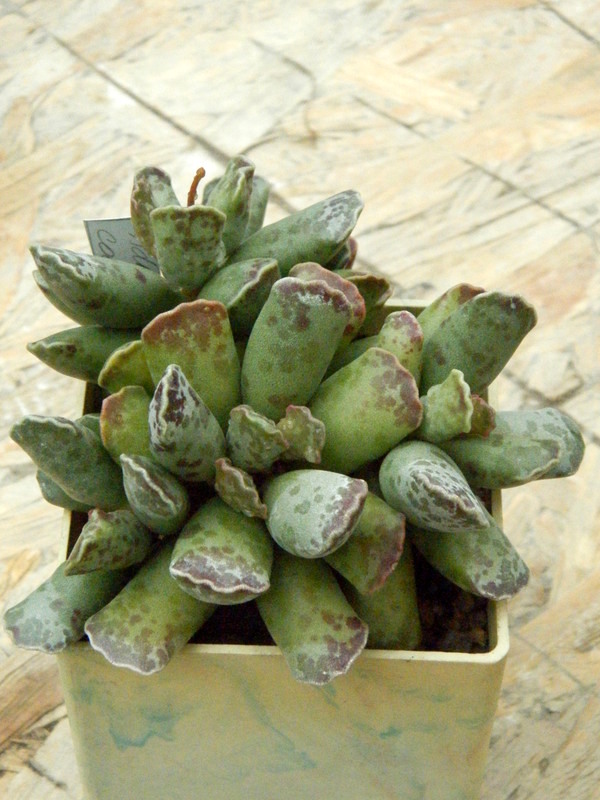 Adromischus cooperi