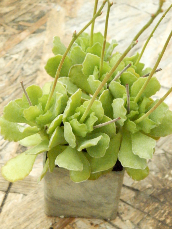 Adromischus cristatus v. zeyheri