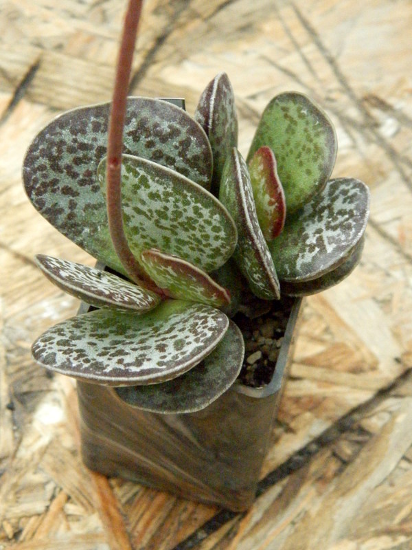 Adromischus maculatus