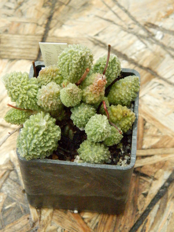 Adromischus marianae v. herrei