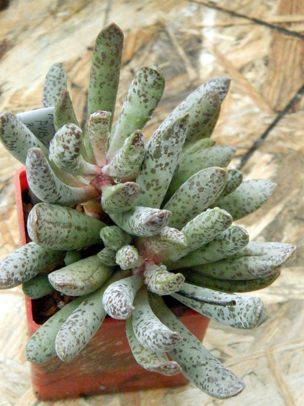 Adromischus marianiae PVB 2119