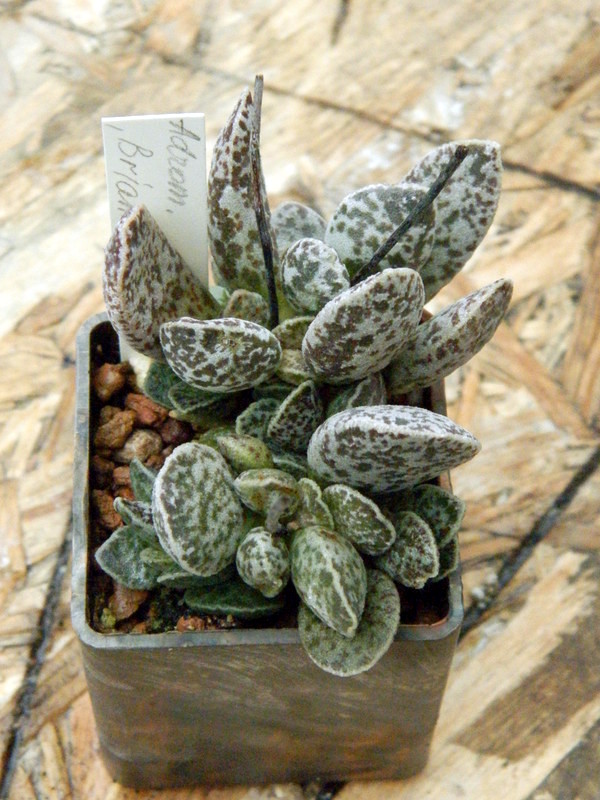 Adromischus marianiae cv. Bryan Makin