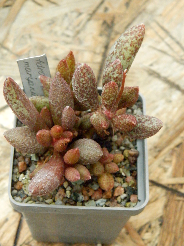 Adromischus marianiae