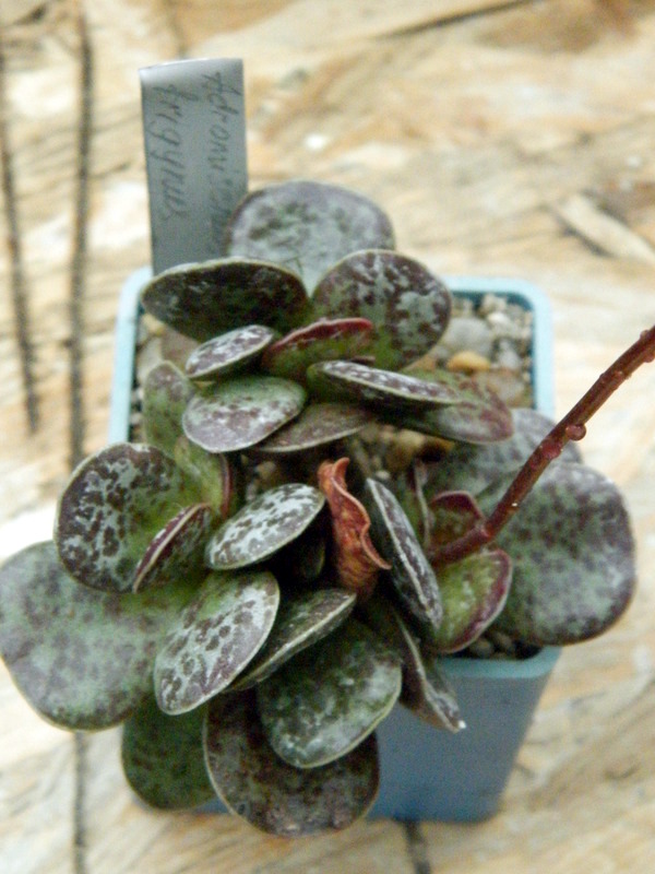 Род Адромискус (Adromischus) из семейства толстянковых (Crassulaceae) | 1