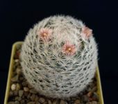 MAMMILLARIA lasiacantha