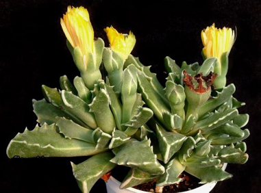 Faucaria bosscheana
