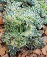 F. felina cv. ‘Preturba’