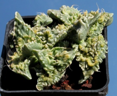 F. felina cv. ‘Super Warty’