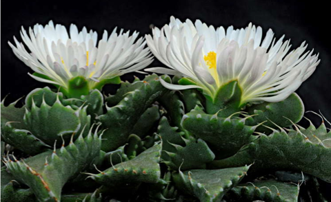 Faucaria felina f. candida