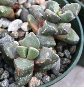 Faucaria subintegra