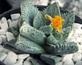 F. tigrina cv. ‘Blue’