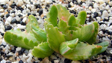 F. tigrina f. variegata