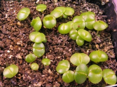 Faucaria (Фаукария) 8 Faucaria felina