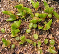 Faucaria (Фаукария) 9 Faucaria felina