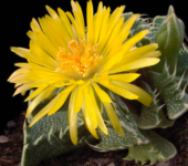 Faucaria tigrina