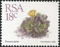 Faucaria tigrina (ЮАР, 1989)