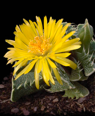 Faucaria tigrina